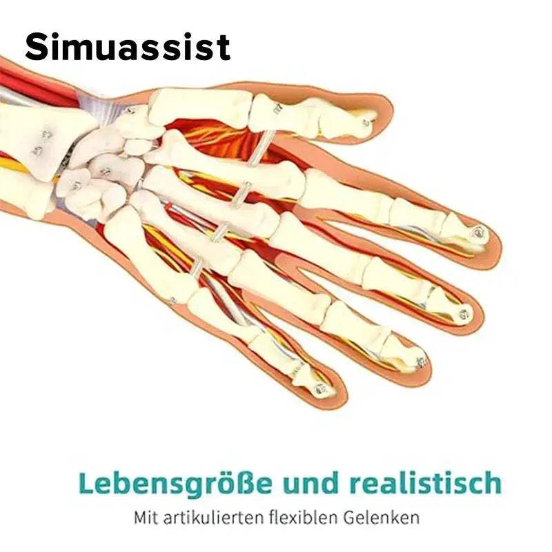 One To One Size Hand Skeleton Model For Medical Teaching - ToylandEU