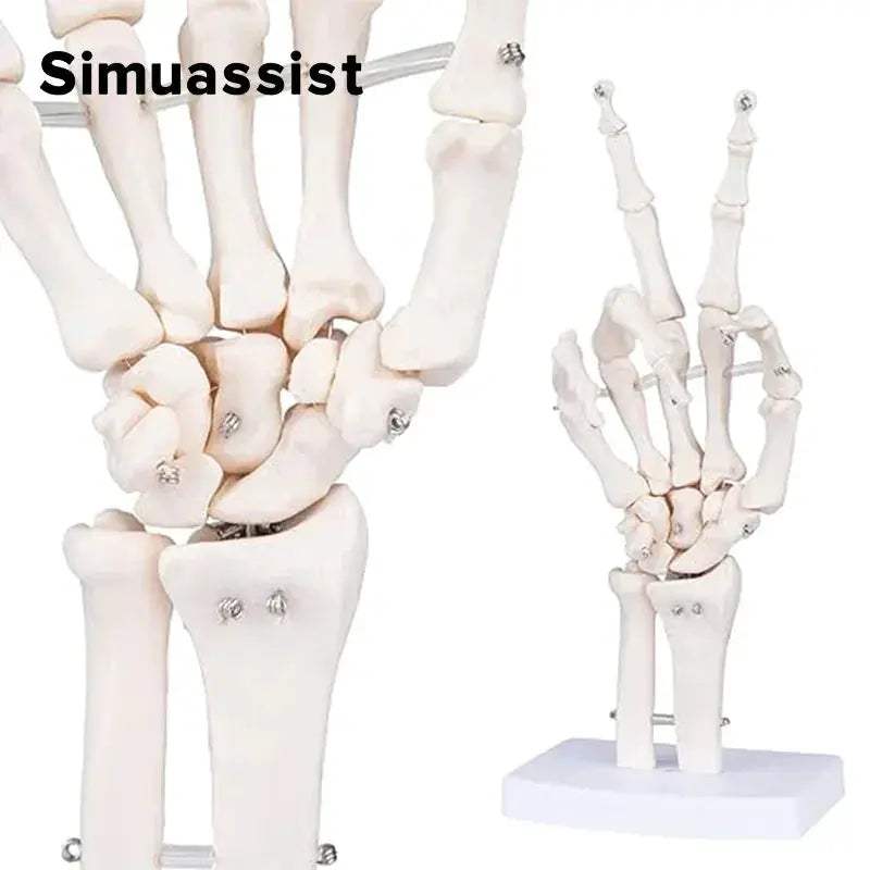 One To One Size Hand Skeleton Model For Medical Teaching - ToylandEU