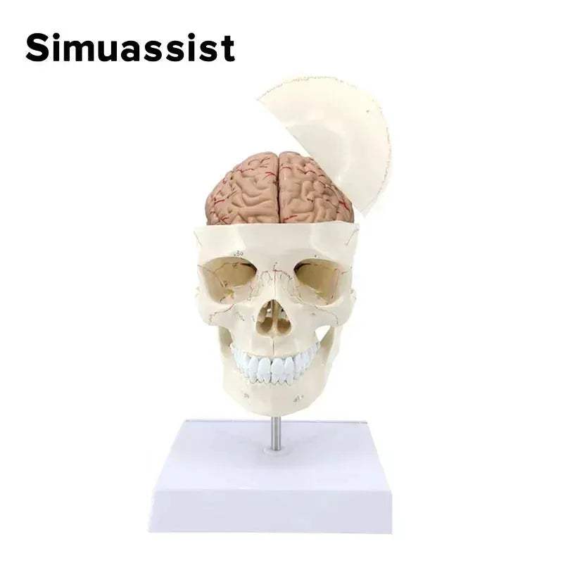 One To One Skull Model And Cervical Spine Digital Coding - ToylandEU