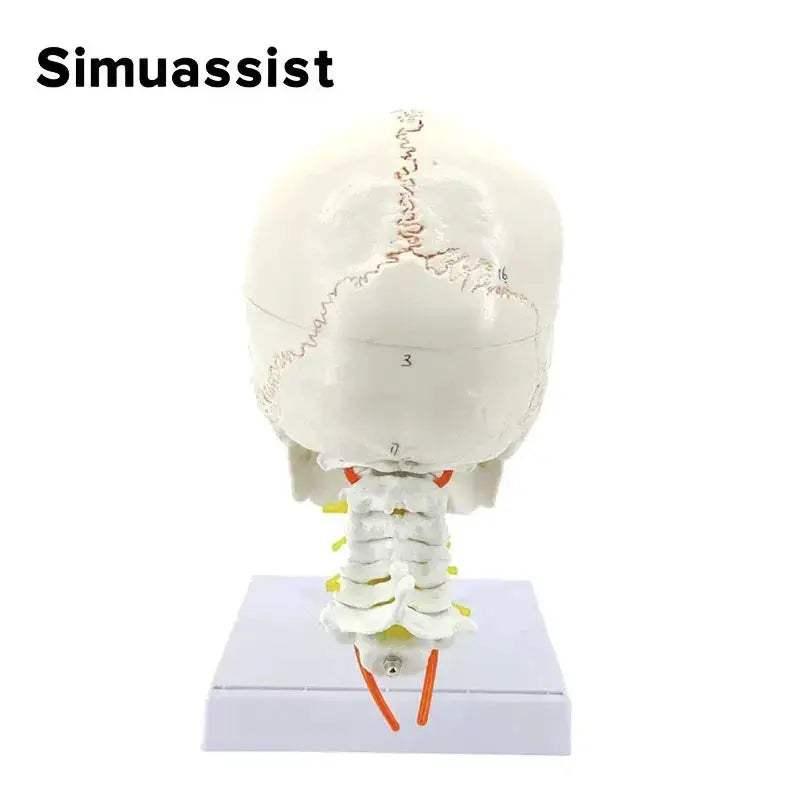 One To One Skull Model And Cervical Spine Digital Coding - ToylandEU