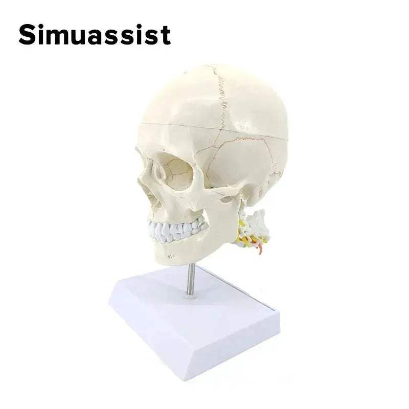 One To One Skull Model And Cervical Spine Digital Coding - ToylandEU