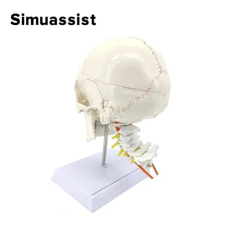 One To One Skull Model And Cervical Spine Digital Coding - ToylandEU