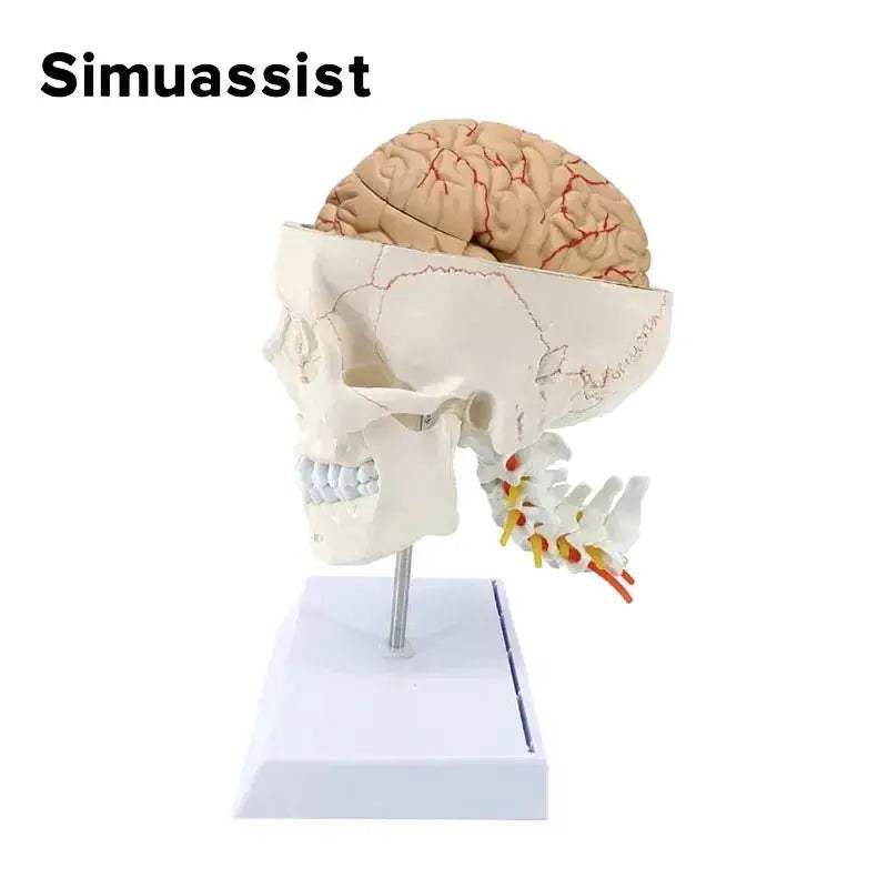 One To One Skull Model And Cervical Spine Digital Coding - ToylandEU