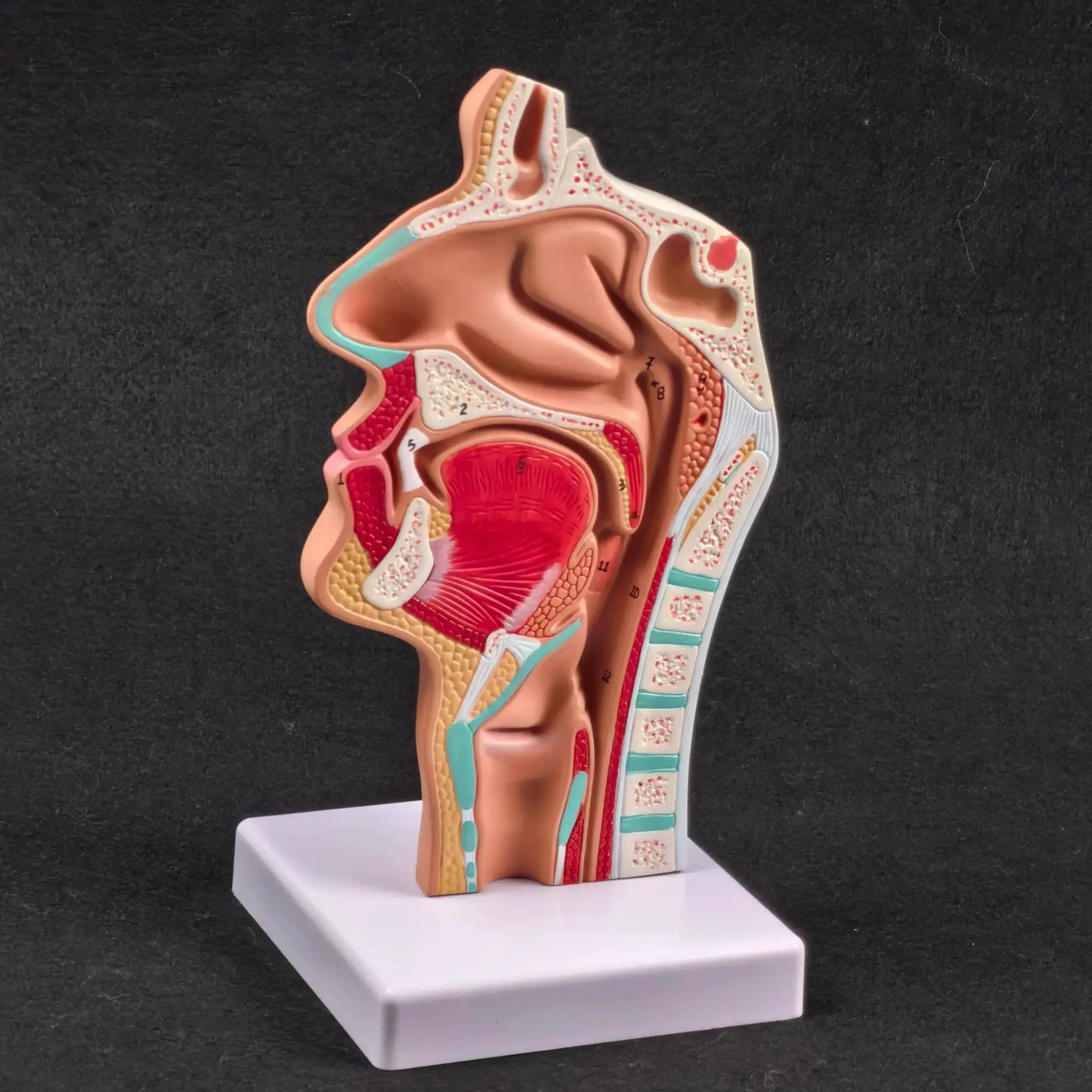 PVC Human Pathology Nasal Cavity Anatomical Model Life Size - ToylandEU