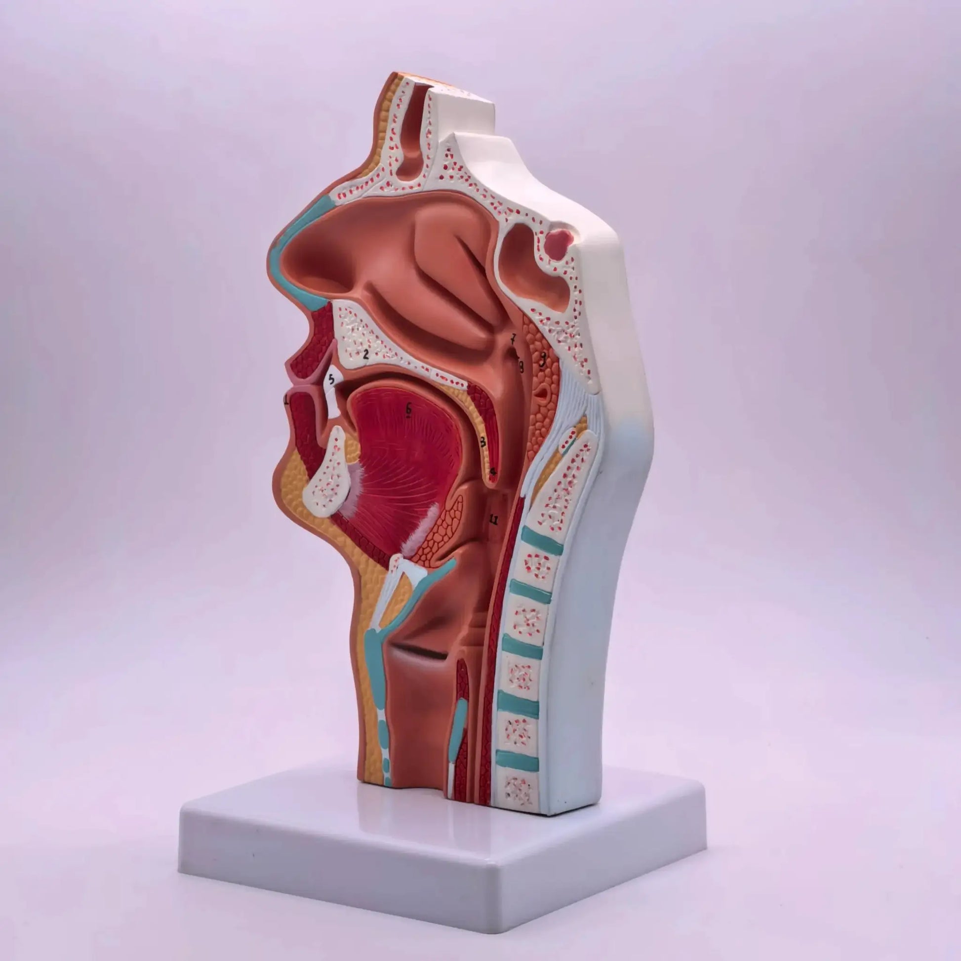 PVC Human Pathology Nasal Cavity Anatomical Model Life Size - ToylandEU