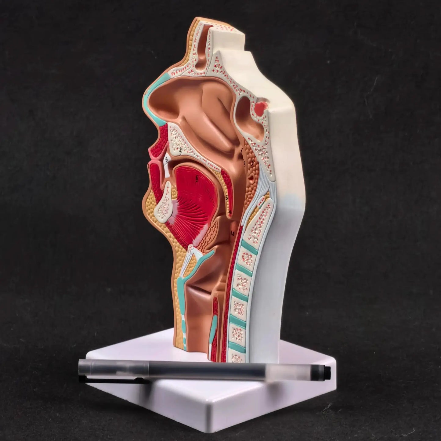 PVC Human Pathology Nasal Cavity Anatomical Model Life Size - ToylandEU