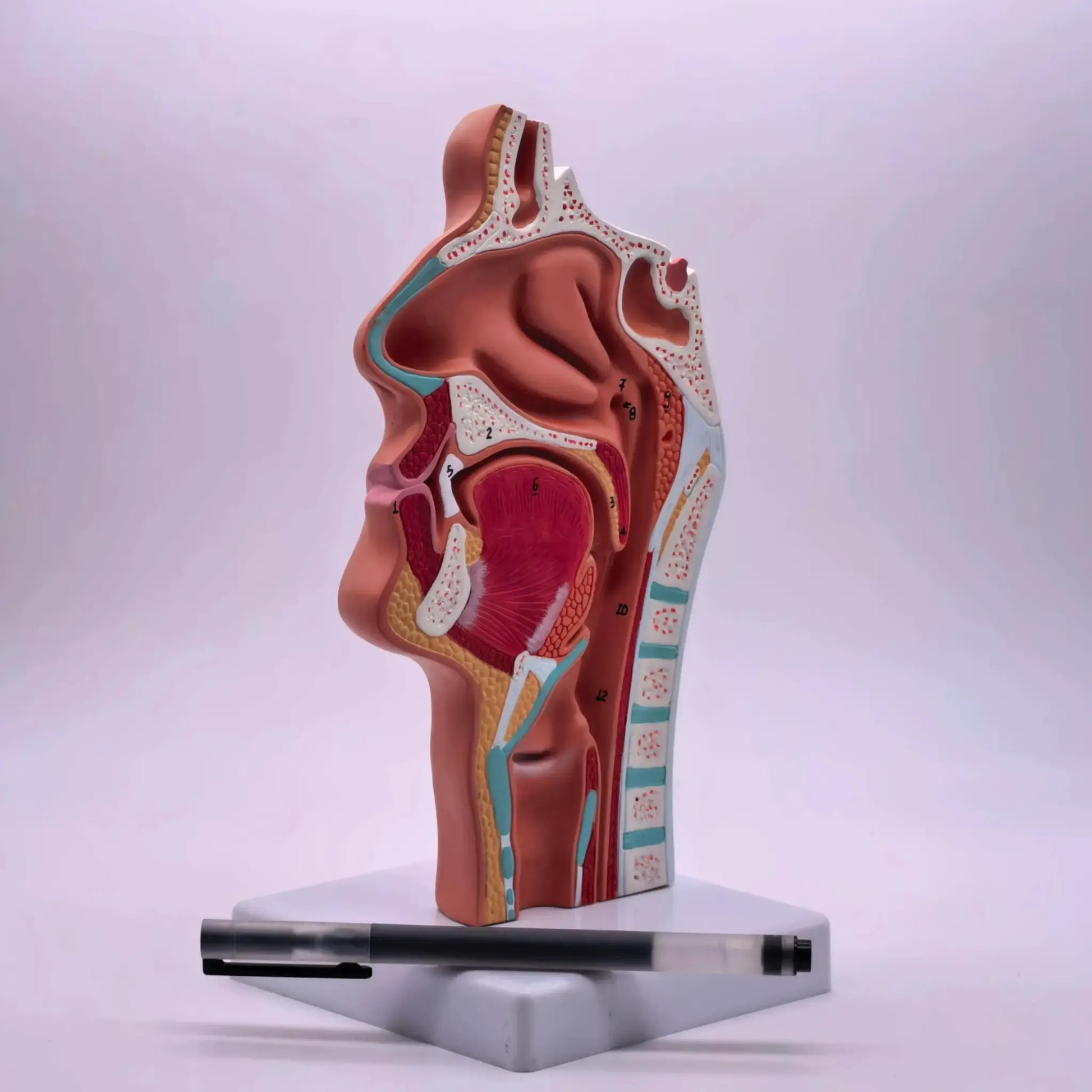 PVC Human Pathology Nasal Cavity Anatomical Model Life Size - ToylandEU