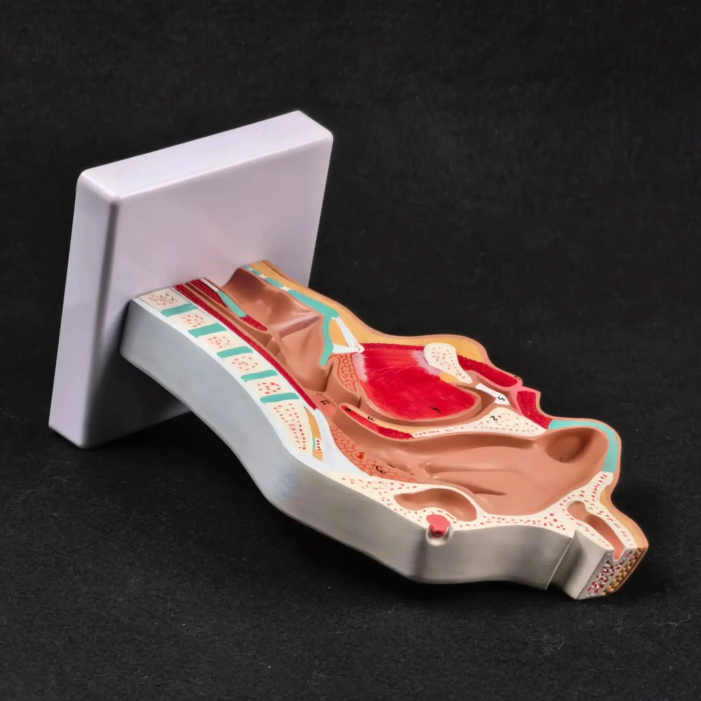 PVC Human Pathology Nasal Cavity Anatomical Model Life Size - ToylandEU