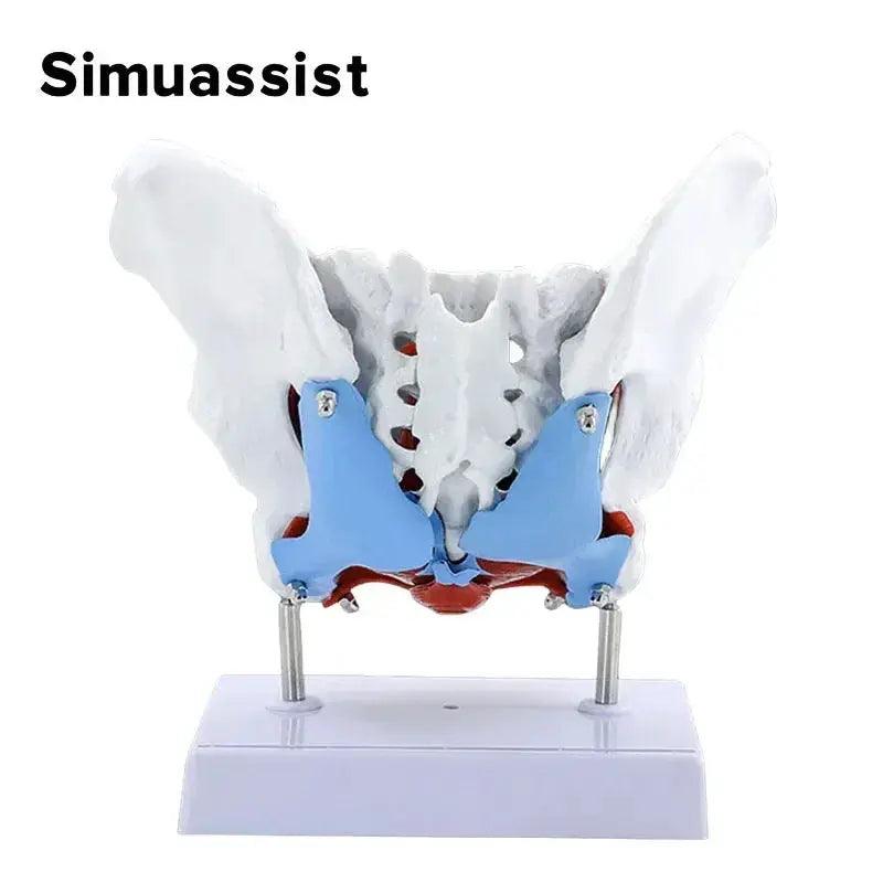  Pelvic Floor Model Anatomy Teaching With Removable Uterus -  ToylandEU™