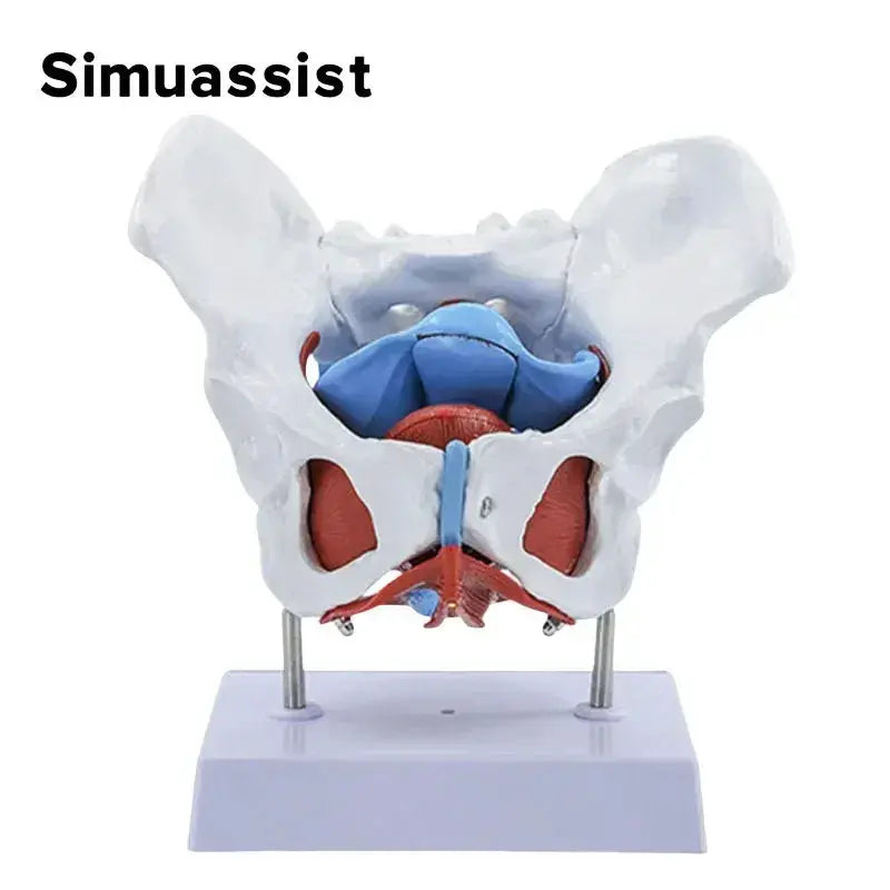 Pelvic Floor Model For Teaching Removable Uterus Anatomy - ToylandEU