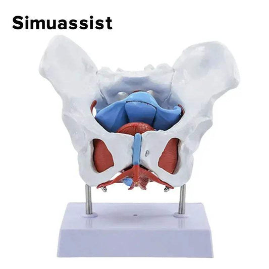  Pelvic Floor Model Anatomy Teaching With Removable Uterus -  ToylandEU™
