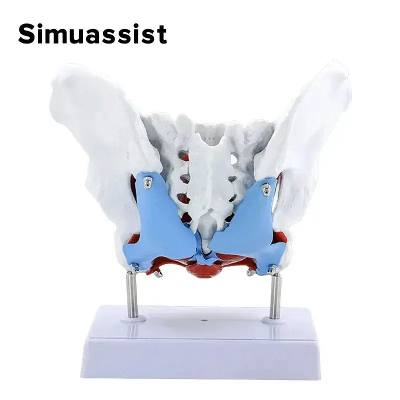 Pelvic Floor Model For Teaching Removable Uterus Anatomy - ToylandEU