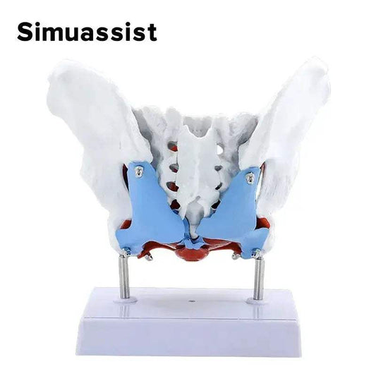  Pelvic Floor Model Anatomy Teaching With Removable Uterus -  ToylandEU™