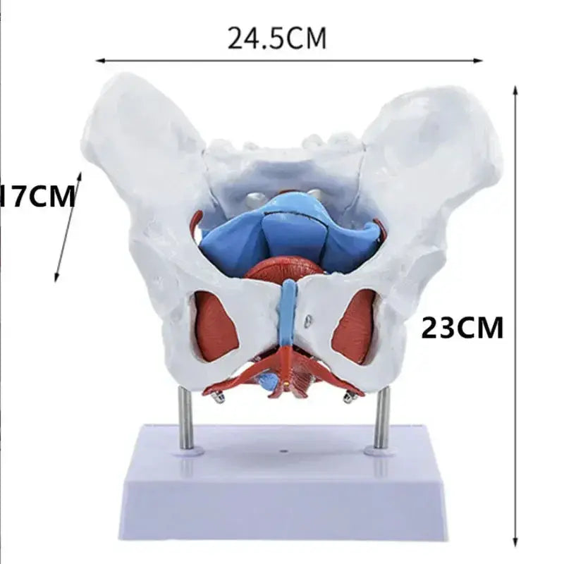 Pelvic Floor Model For Teaching Removable Uterus Anatomy - ToylandEU