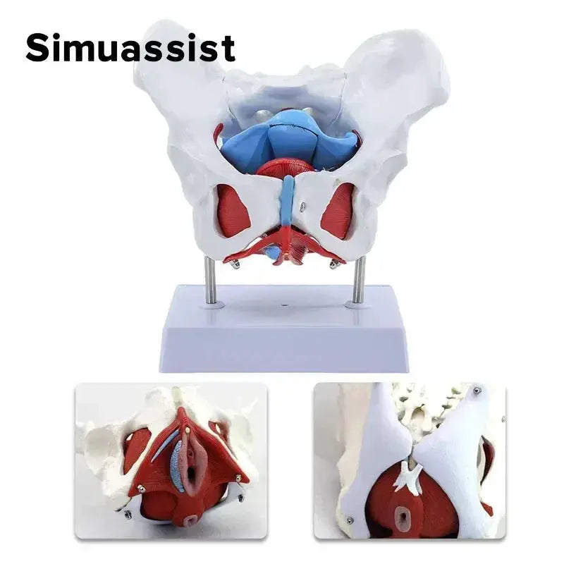 Pelvic Floor Model For Teaching Removable Uterus Anatomy - ToylandEU
