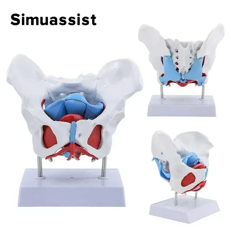Pelvic Floor Model For Teaching Removable Uterus Anatomy - ToylandEU