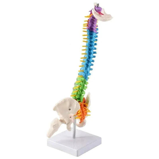  Pelvic Spine Model 45cm For Students Durable Resource -  ToylandEU™