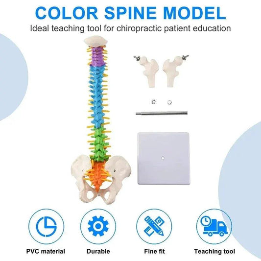  Pelvic Spine Model 45cm For Students Durable Resource -  ToylandEU™