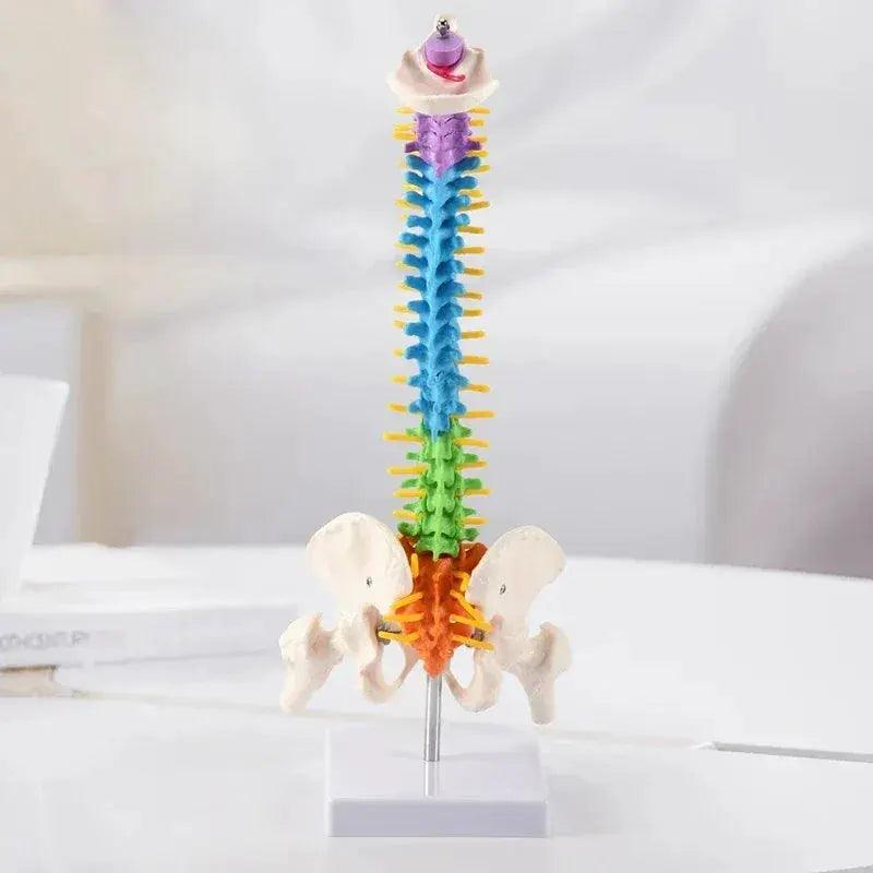  Pelvic Spine Model 45cm For Students Durable Resource -  ToylandEU™