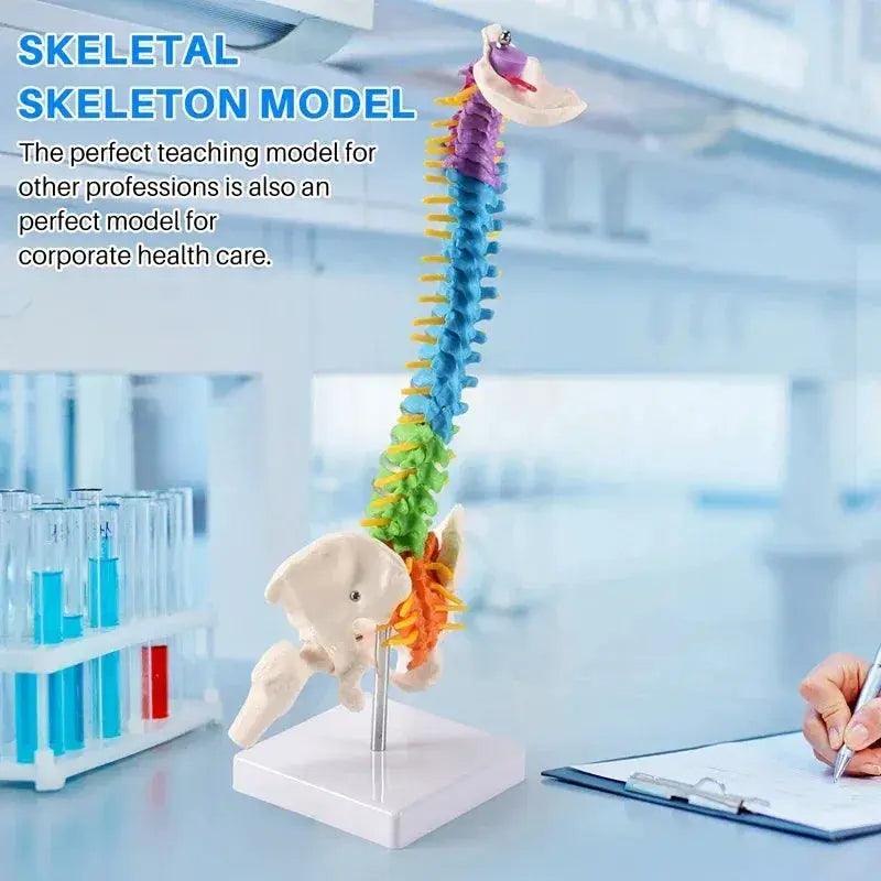  Pelvic Spine Model 45cm For Students Durable Resource -  ToylandEU™