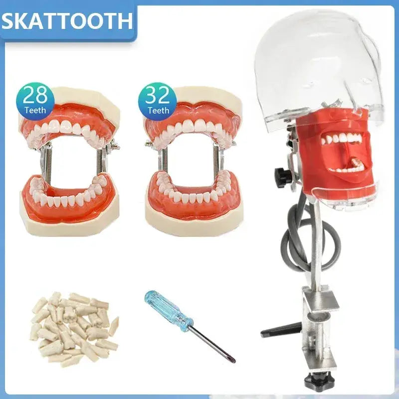 Phantom Head Typodont Dental Training Model 28 32 Teeth - ToylandEU
