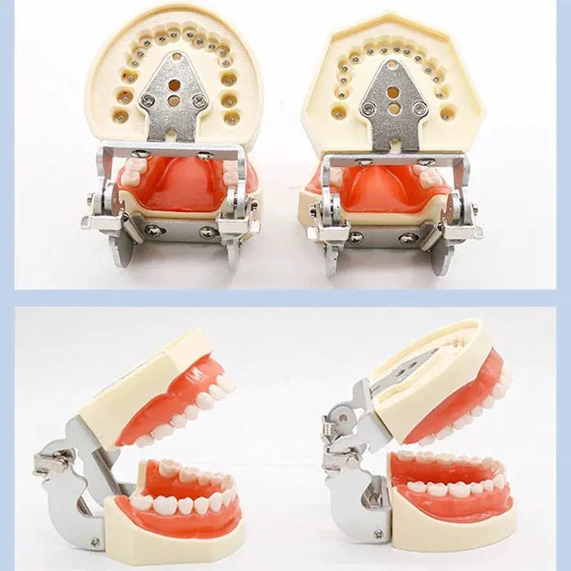 Phantom Head Typodont Dental Training Model 28 32 Teeth - ToylandEU