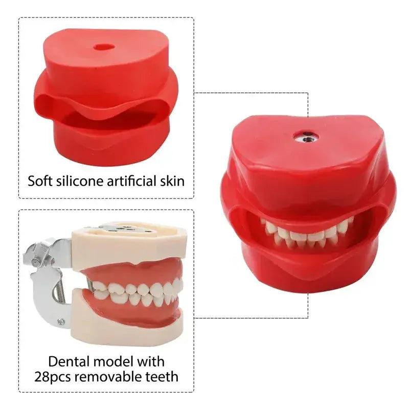 Phantom Head Typodont Dental Training Model 28 32 Teeth - ToylandEU