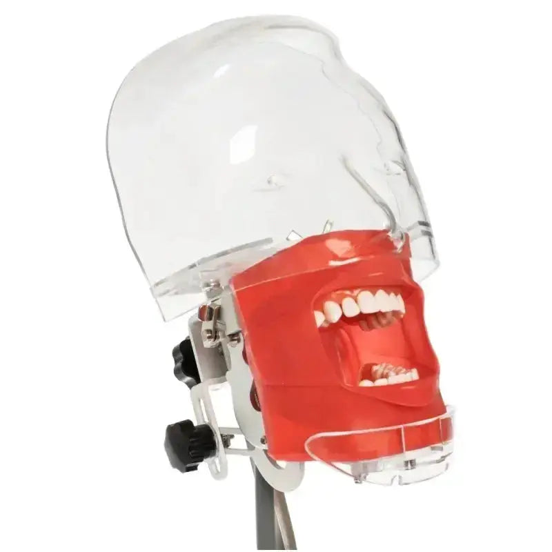 Phantom Head Typodont Dental Training Model 28 32 Teeth - ToylandEU