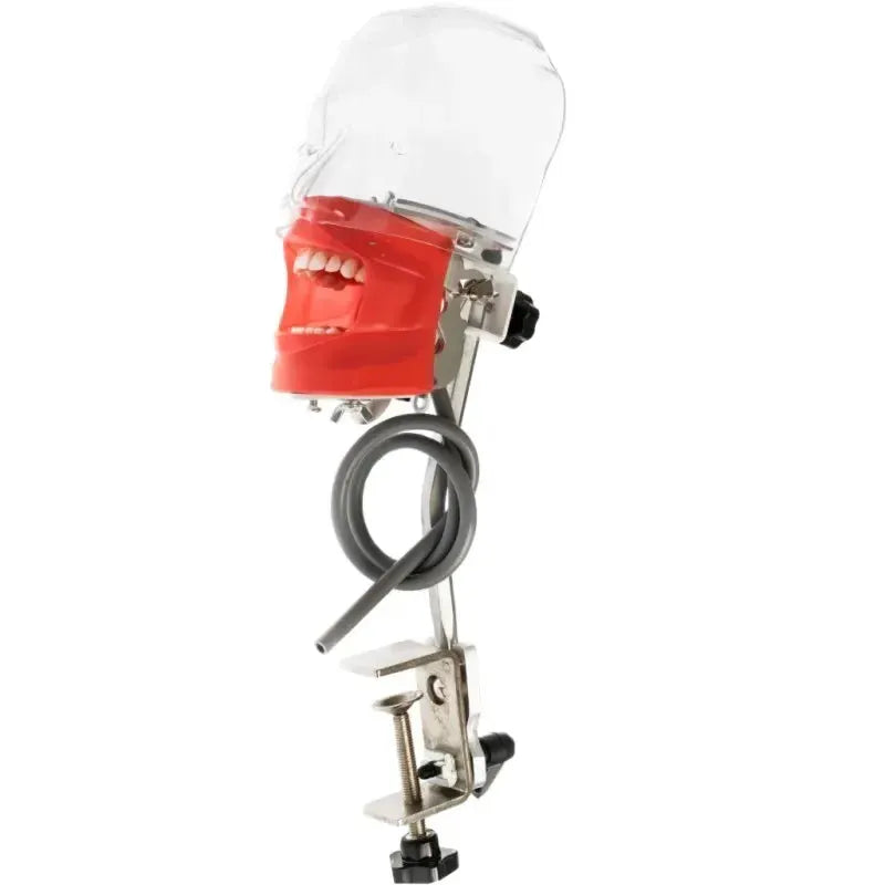 Phantom Head Typodont Dental Training Model 28 32 Teeth - ToylandEU