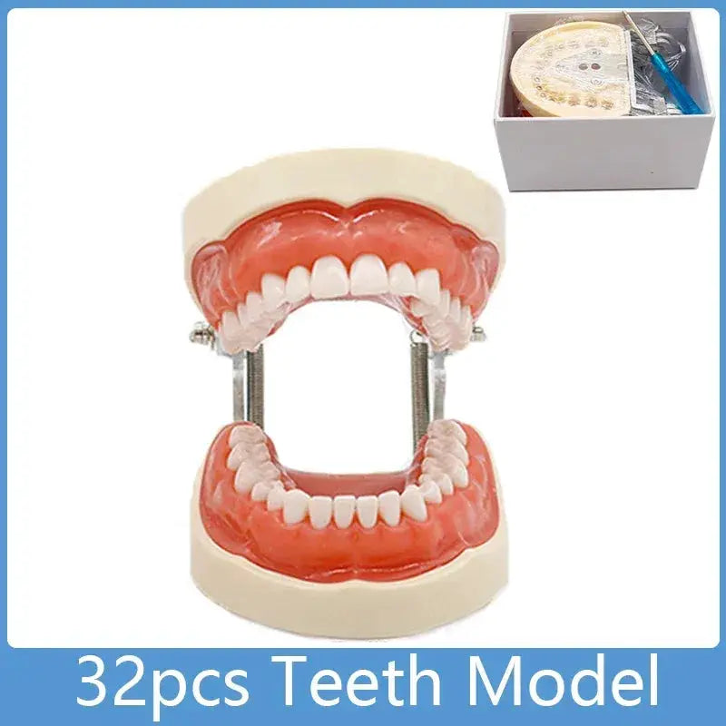Phantom Head Typodont Dental Training Model 28 32 Teeth - ToylandEU
