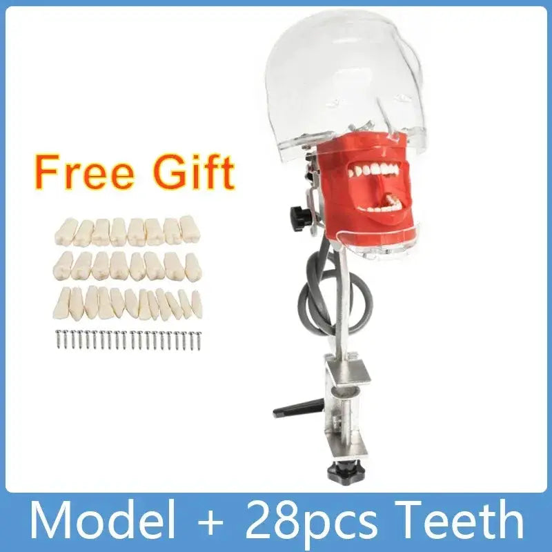 Phantom Head Typodont Dental Training Model 28 32 Teeth - ToylandEU