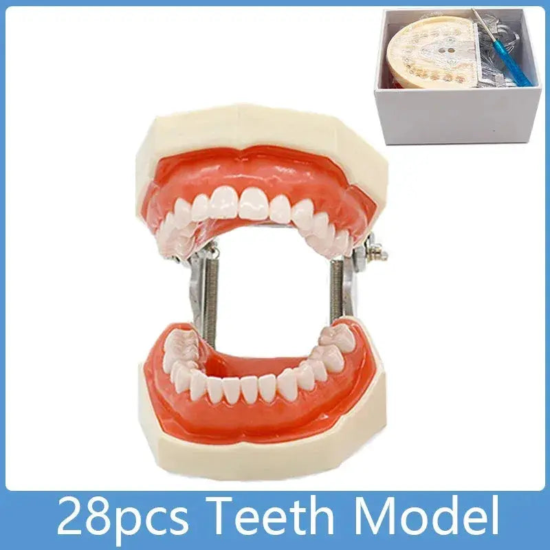 Phantom Head Typodont Dental Training Model 28 32 Teeth - ToylandEU