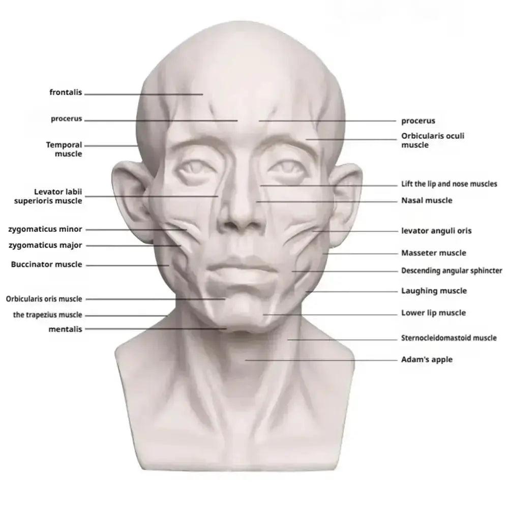  Planar Head Sketch Model For Art Anatomy Teaching Aid -  ToylandEU™