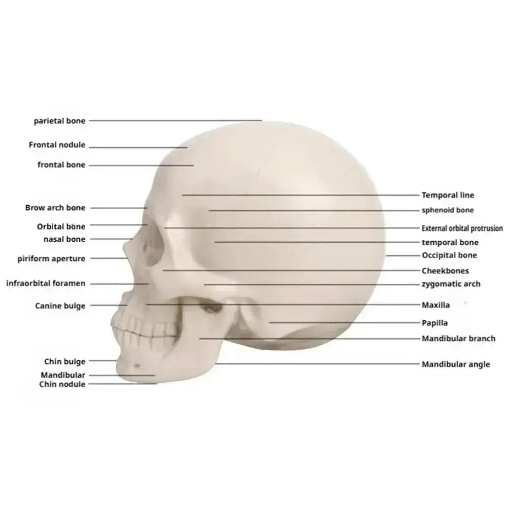  Planar Head Sketch Model For Art Anatomy Teaching Aid -  ToylandEU™