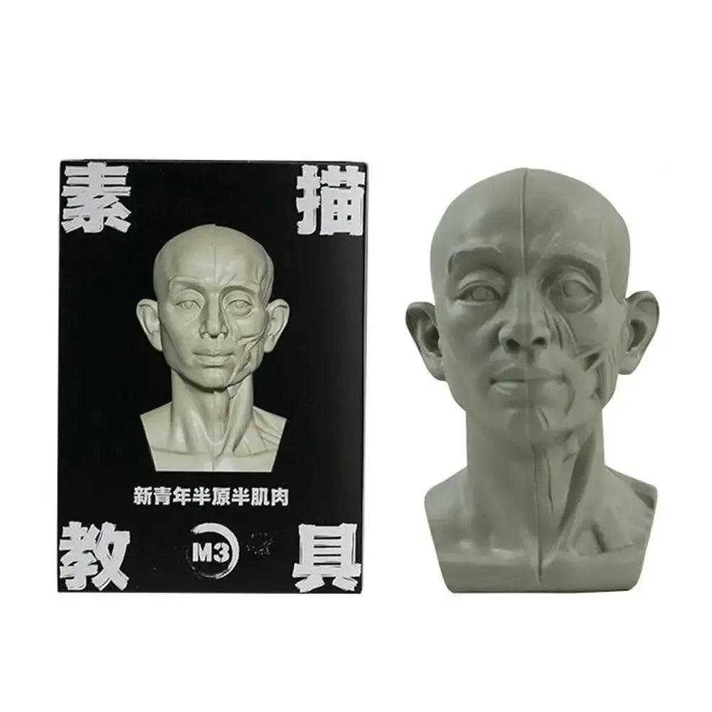  Planar Head Sketch Model For Art Anatomy Teaching Aid -  ToylandEU™