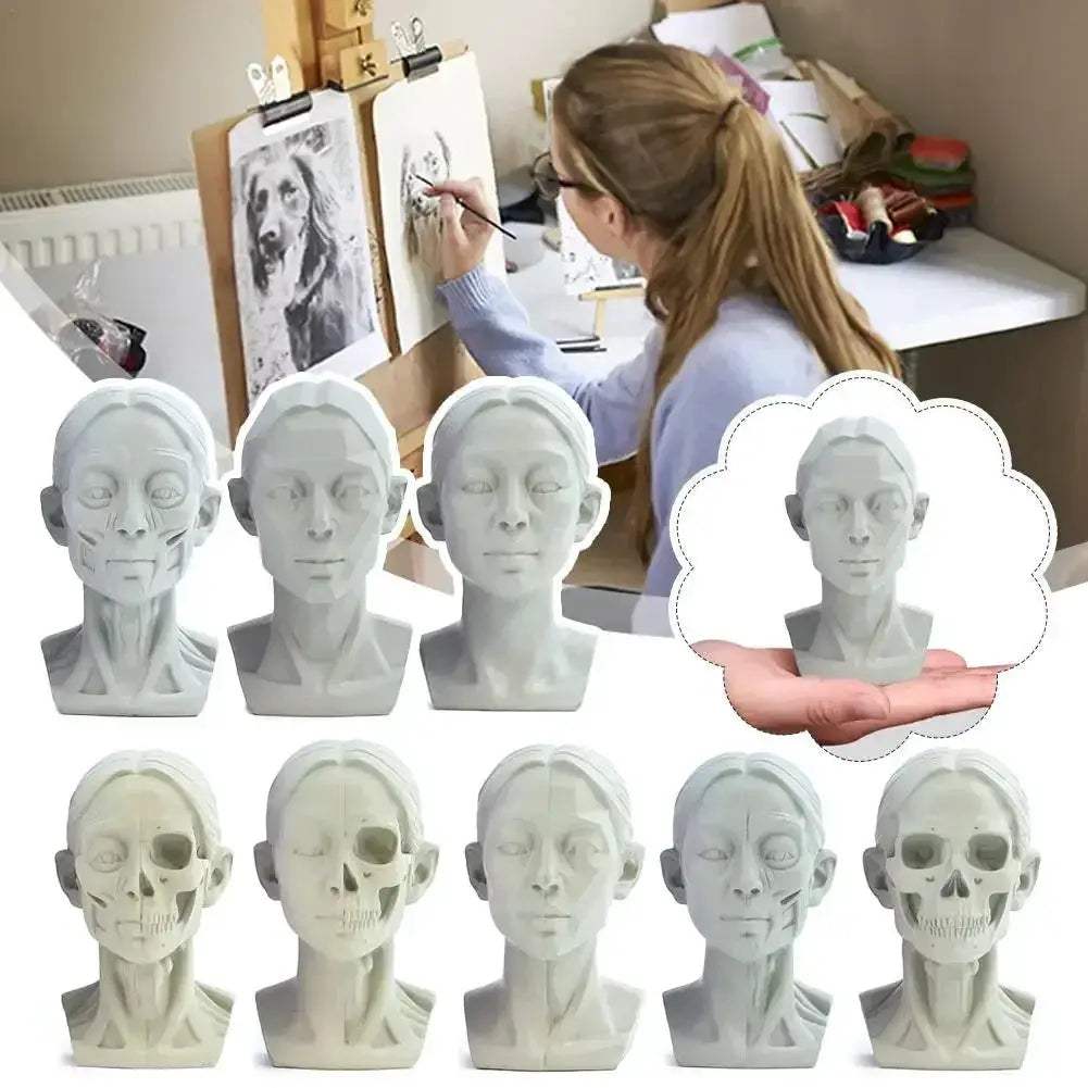 Planar Head Sketch Model for Art Anatomy Learning and Teaching - ToylandEU