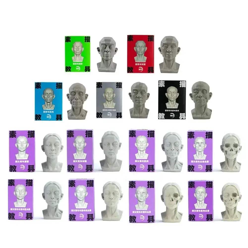 Planar Head Sketch Model for Art Anatomy Learning and Teaching - ToylandEU