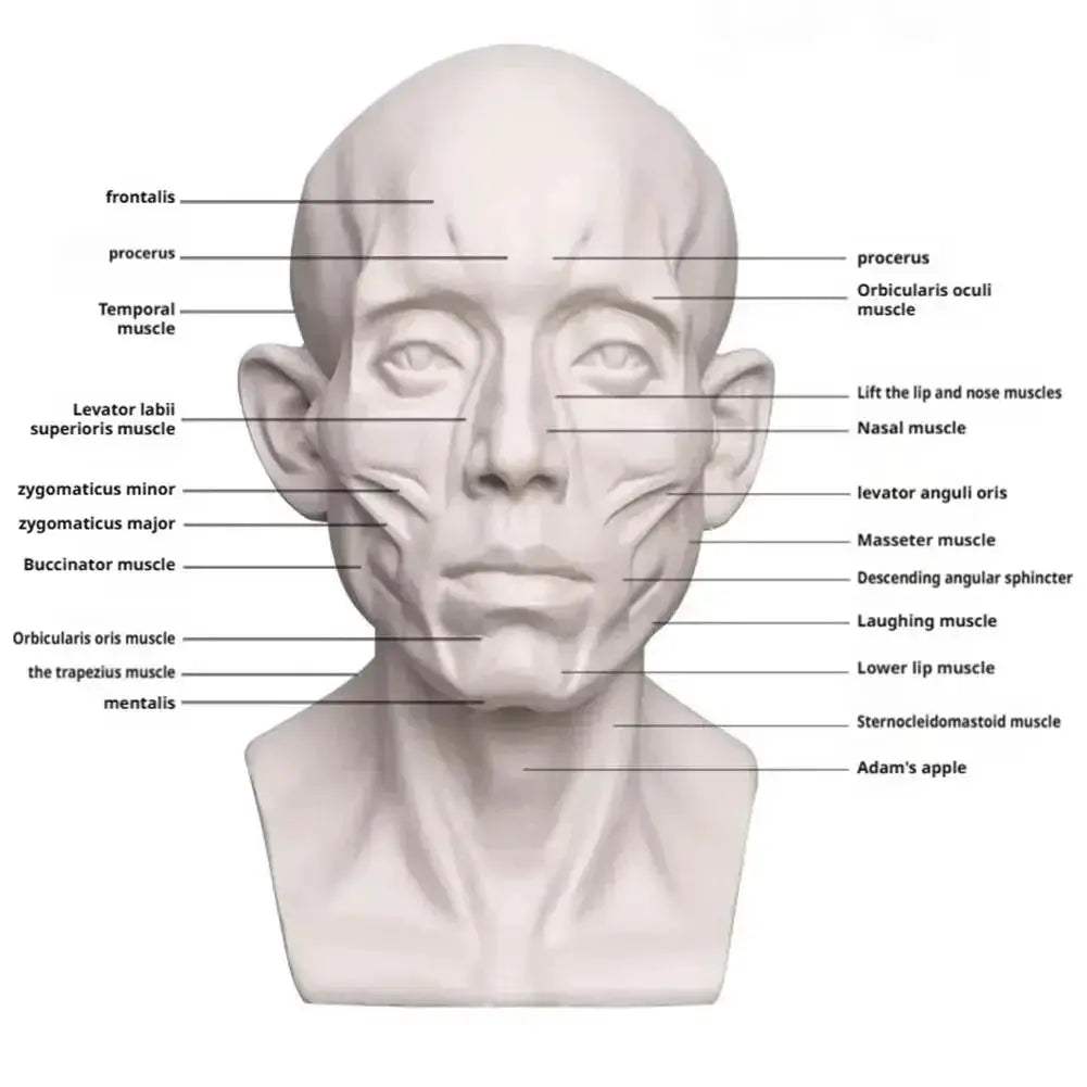 Planar Head Sketch Model for Art Anatomy Learning and Teaching - ToylandEU