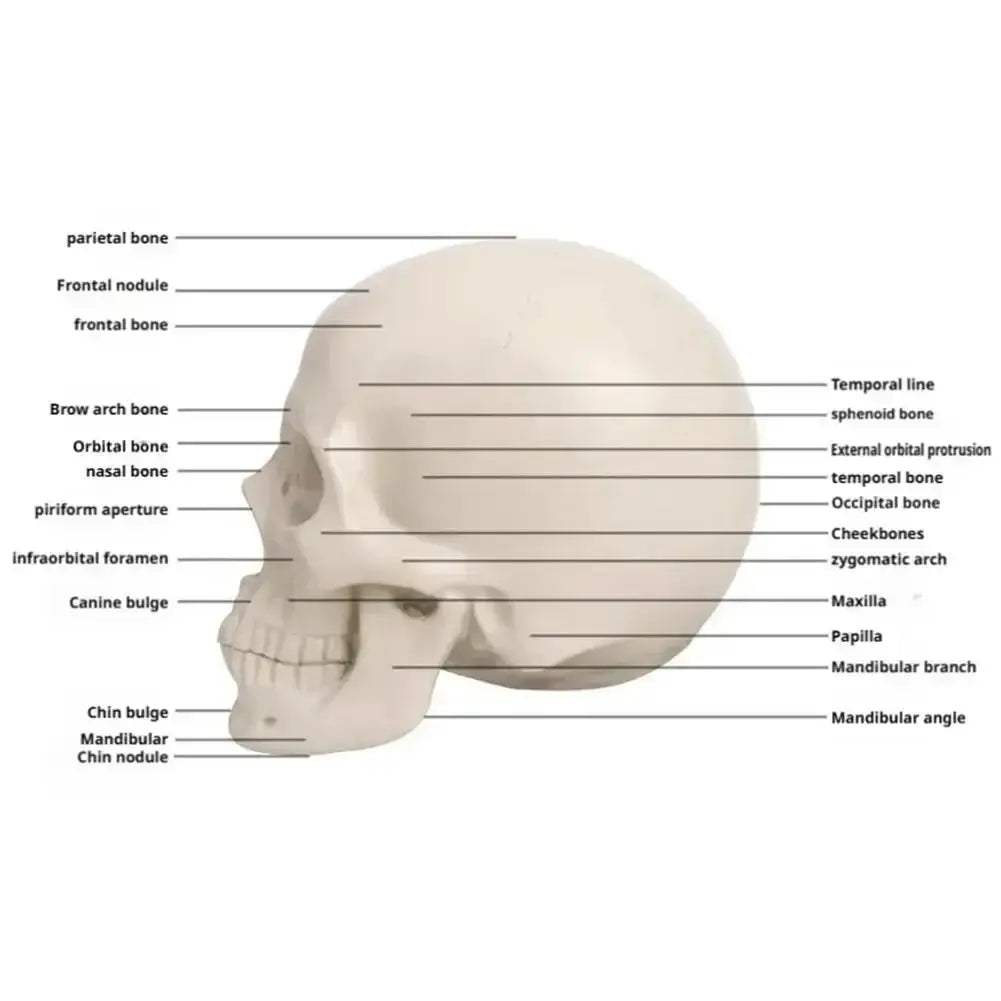 Planar Head Sketch Model for Art Anatomy Learning and Teaching - ToylandEU