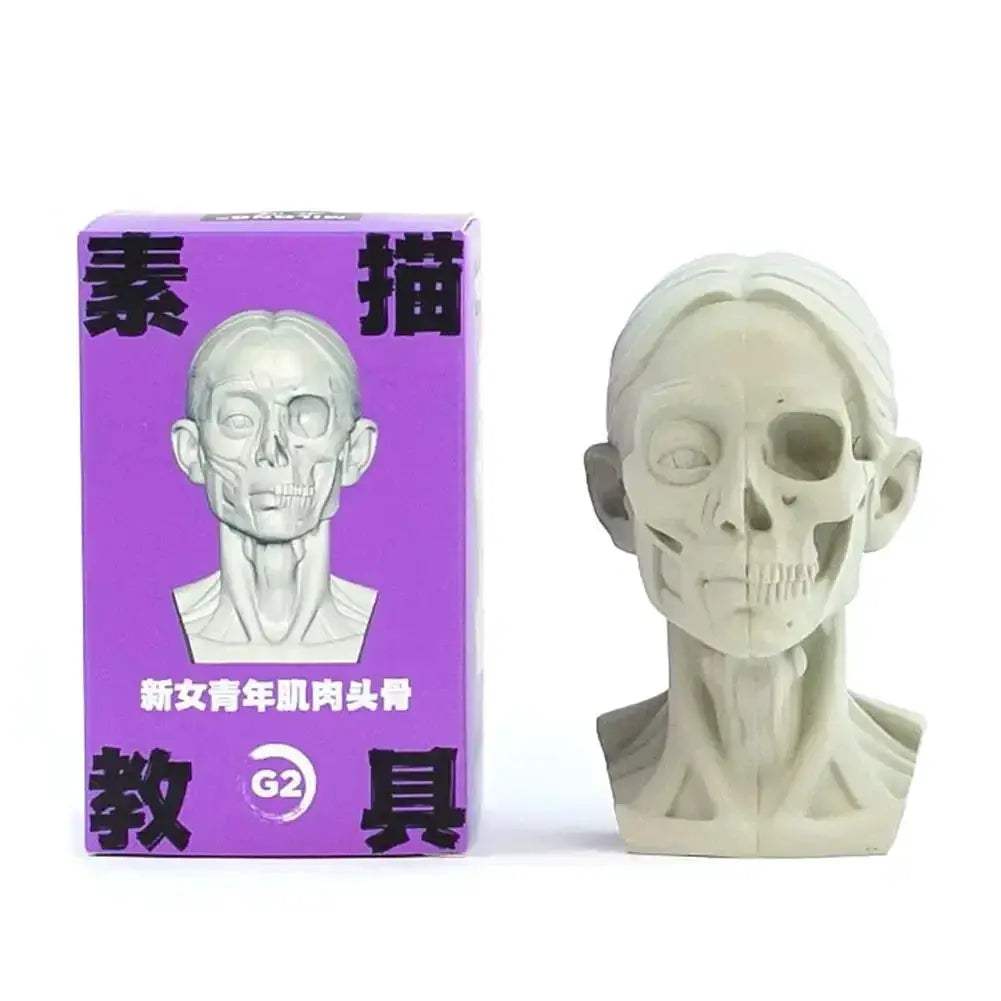 Planar Head Sketch Model for Art Anatomy Learning and Teaching - ToylandEU