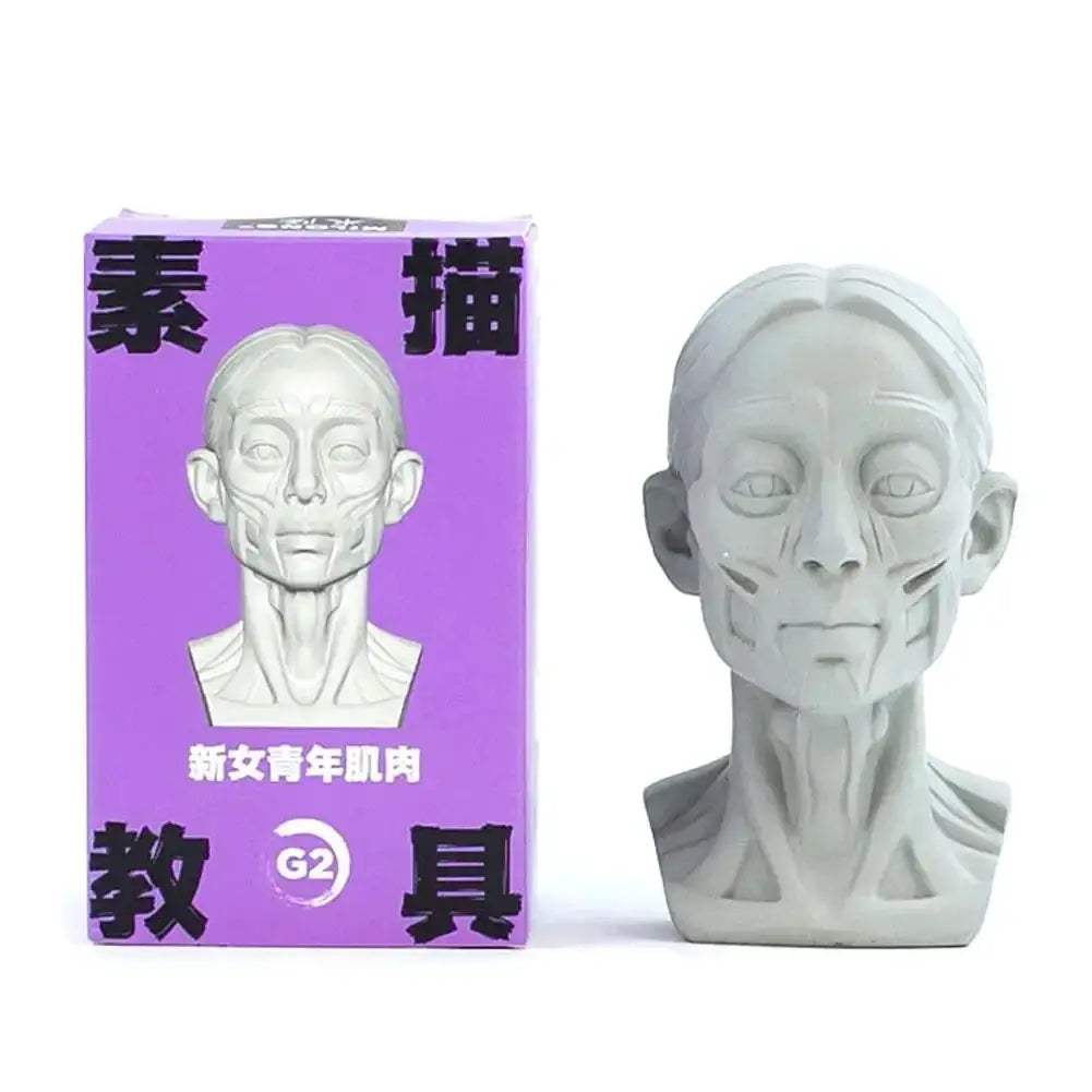 Planar Head Sketch Model for Art Anatomy Learning and Teaching - ToylandEU