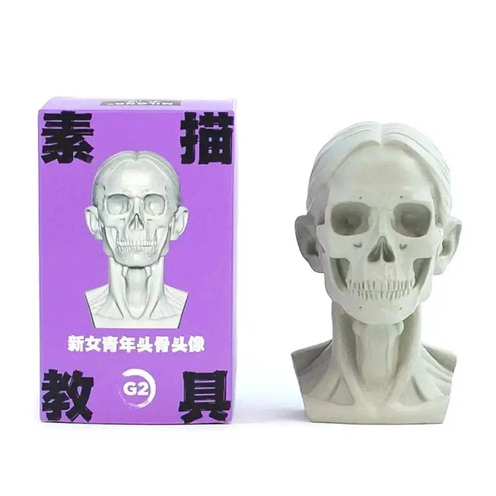 Planar Head Sketch Model for Art Anatomy Learning and Teaching - ToylandEU