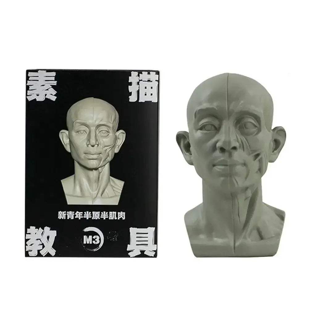 Planar Head Sketch Model for Art Anatomy Learning and Teaching - ToylandEU