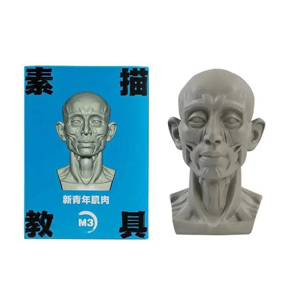 Planar Head Sketch Model for Art Anatomy Learning and Teaching - ToylandEU