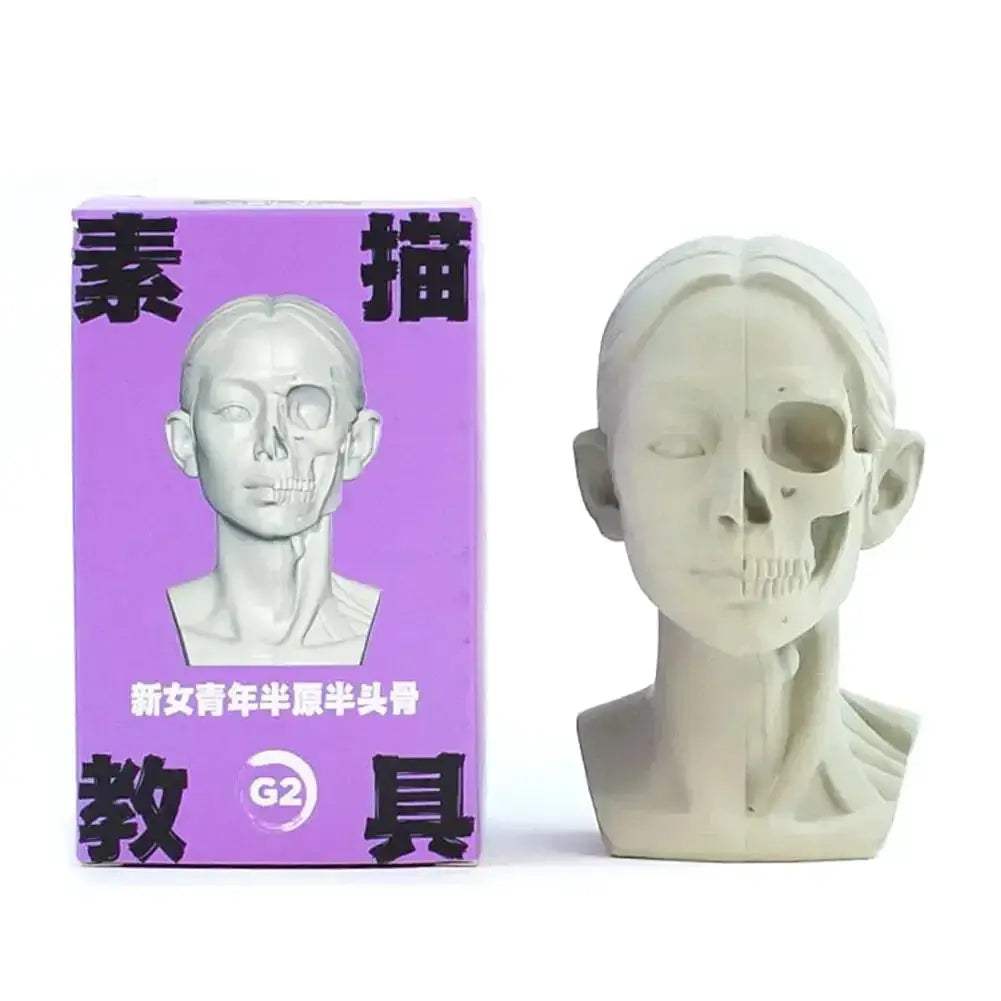 Planar Head Sketch Model for Art Anatomy Learning and Teaching - ToylandEU