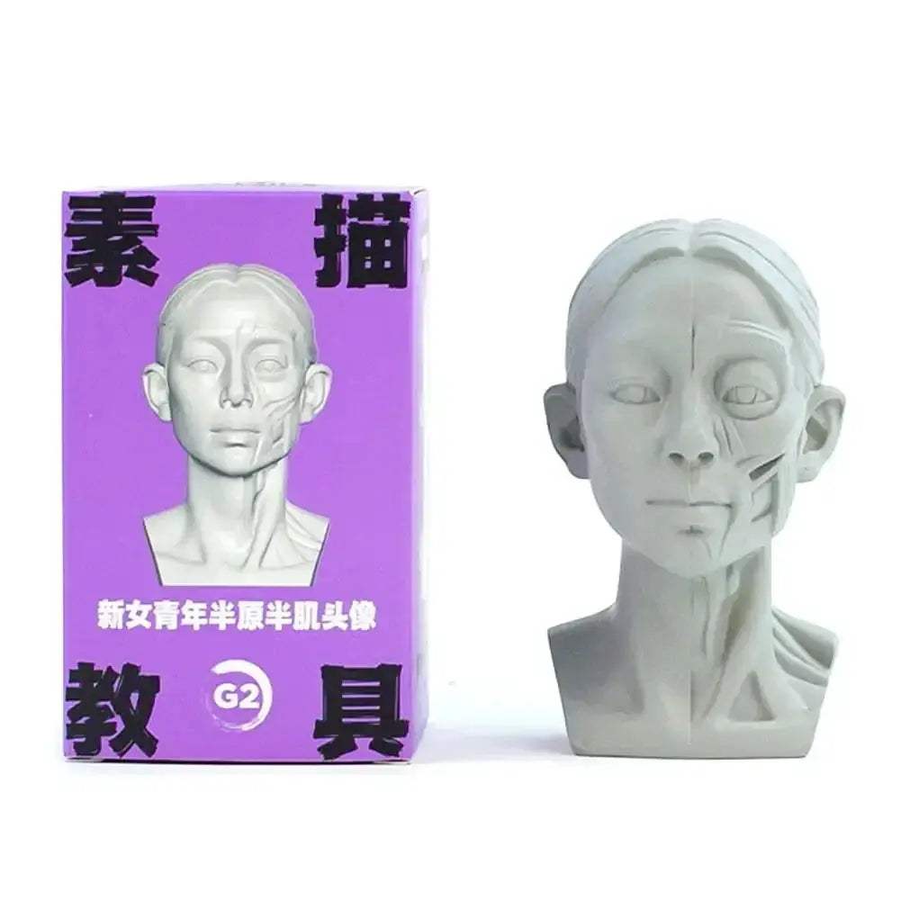 Planar Head Sketch Model for Art Anatomy Learning and Teaching - ToylandEU