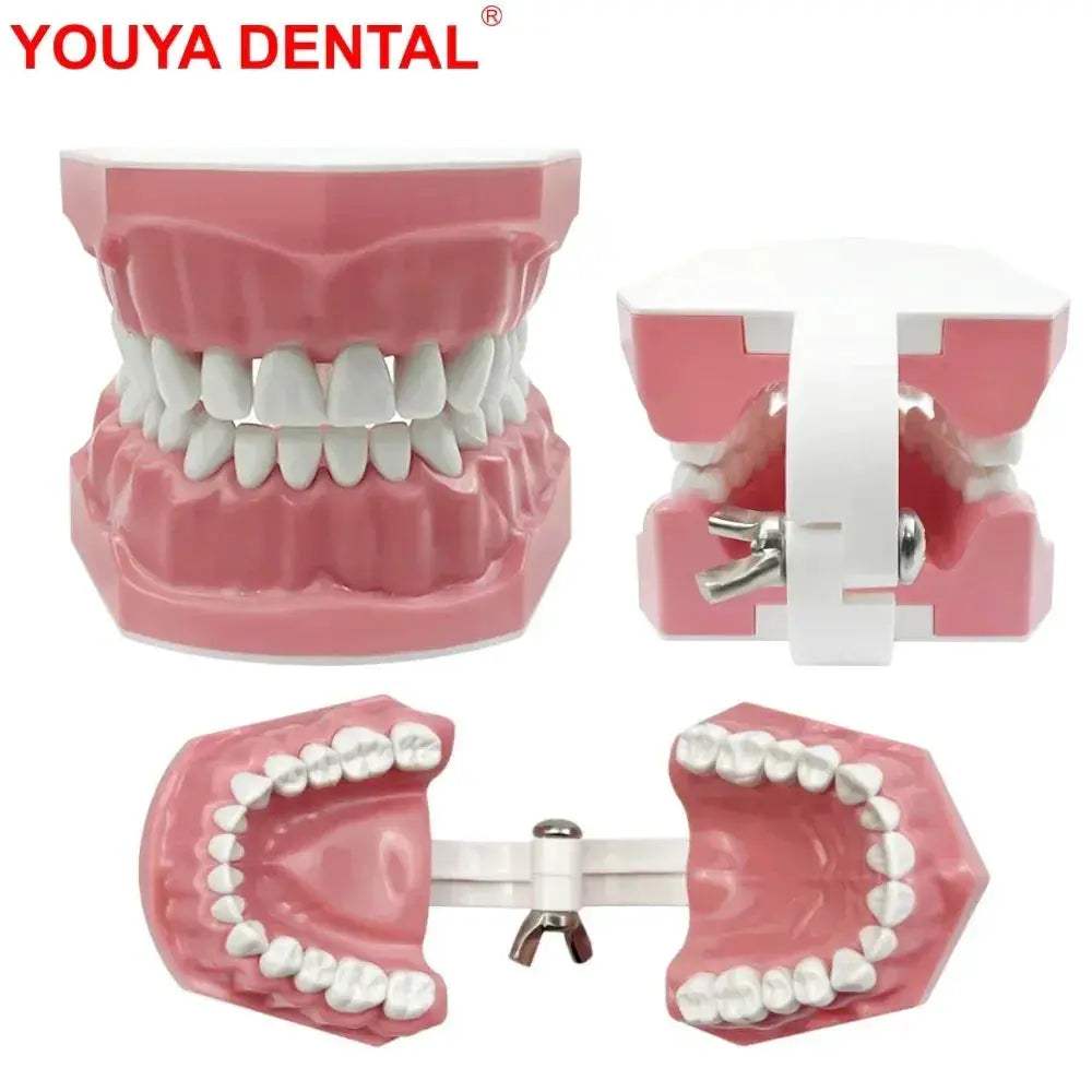 Plastic Teeth Model For Dental Teaching And Patient Communication - ToylandEU