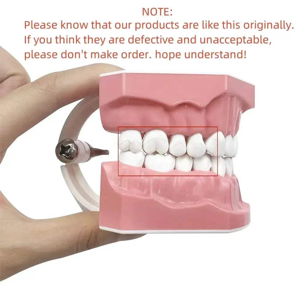 Plastic Teeth Model For Dental Teaching And Patient Communication - ToylandEU