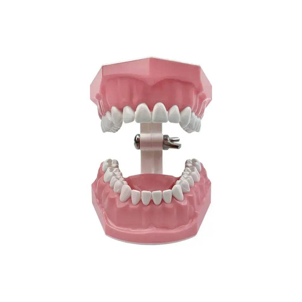 Plastic Teeth Model For Dental Teaching And Patient Communication - ToylandEU