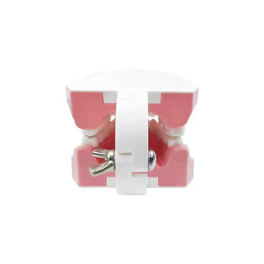 Plastic Teeth Model For Dental Teaching And Patient Communication - ToylandEU